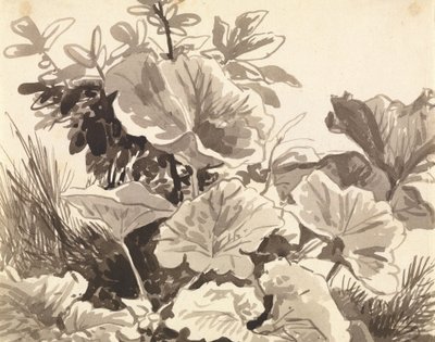 Studio di foglie di farfaraccio da Franz Innocenz Kobell